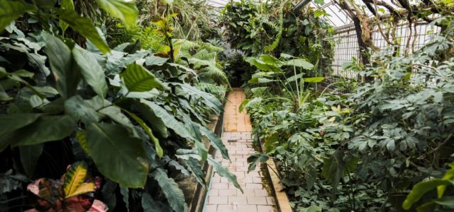 Călătorește prin Raiul Plantelor: Cele Mai Frumoase Grădini Botanice din Lume