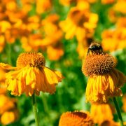 TOP 9 motive pentru care este indicat să consumi polen crud