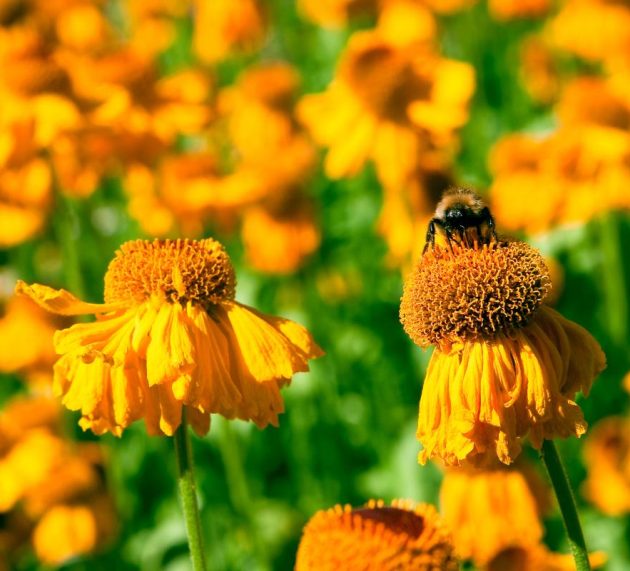 TOP 9 motive pentru care este indicat să consumi polen crud