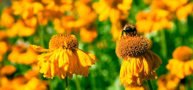 TOP 9 motive pentru care este indicat să consumi polen crud