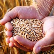 România a devenit unul dintre principalii jucători pe piața mondială a grâului