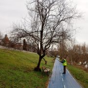Primăria Arad a demarat lucrări de întreținere a parcurilor de pe malul Mureșului