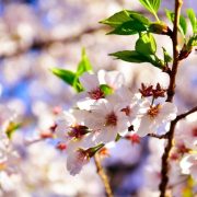 Prognoza meteo pe 4 săptămâni. Scădere de temperaturi la jumătatea lunii mai