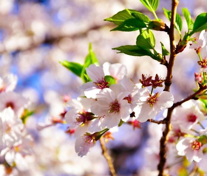 Se încălzește rapid în toată țara. Maxime de până la 17 grade la început de martie