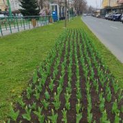 Primarul Bibarț: “Bucurați-vă de frumusețea și gingășia florilor, dar nu le rupeți!”