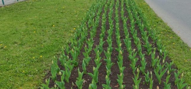 Primăria face apel la arădeni să nu mai smulgă lalelele plantate în centrul orașului