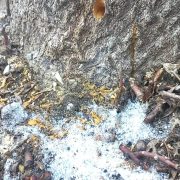 Primăria Arad a depus o plângere penală, după ce 17 arbori ar fi fost găuriți și otrăviți cu sare pentru a fi tăiați