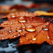 Primele zile din decembrie aduc vreme caldă și ploi, anunță ANM