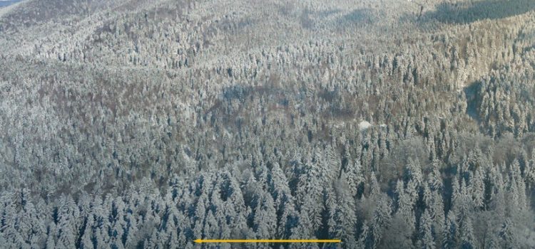 Peste 2.500 de hectare de fond forestier au fost readuse în proprietatea publică a statului, prin demersurile Romsilva și ale Ministerului Finanțelor